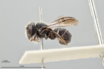 Media type: image;   Entomology 793007 Aspect: habitus lateral view